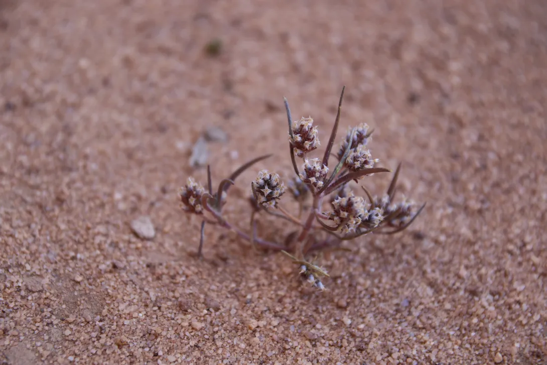 Plantago maris-mortui fruits