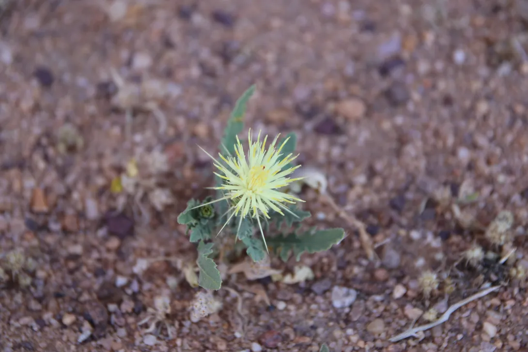 Whole plant