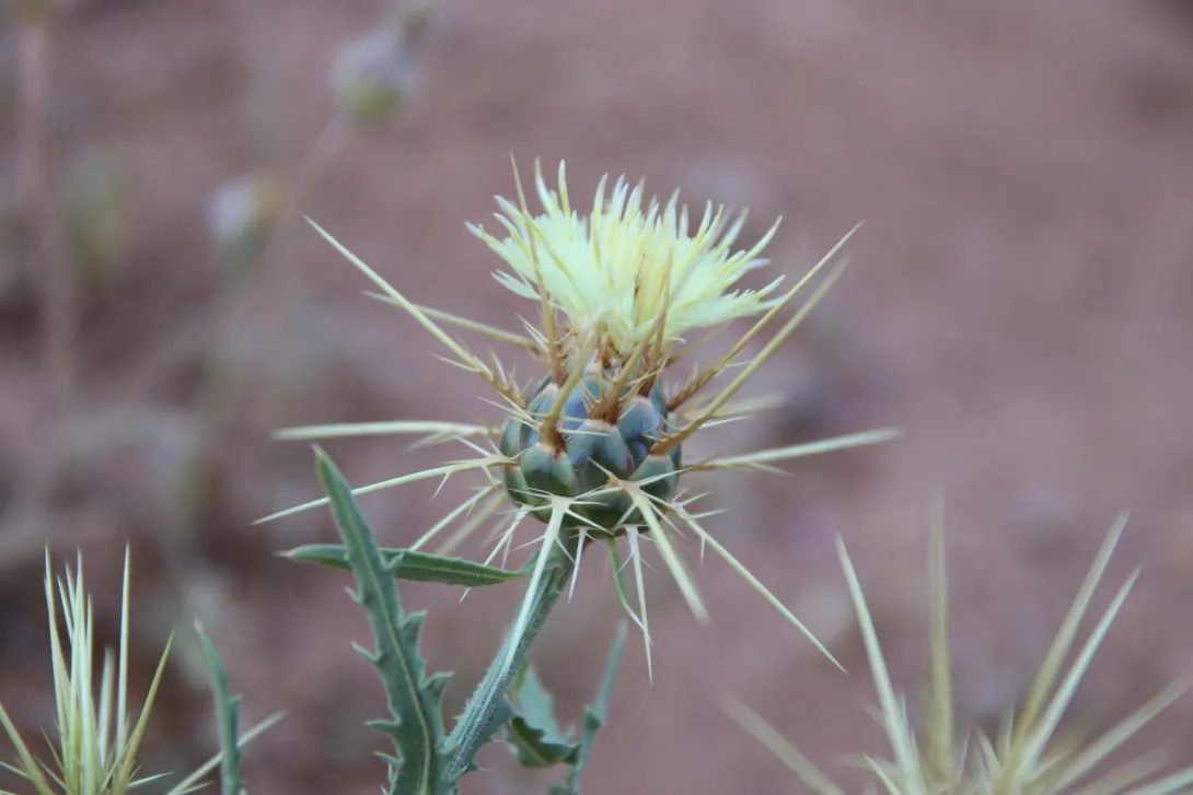 Centaurea pseudosinaica flowers