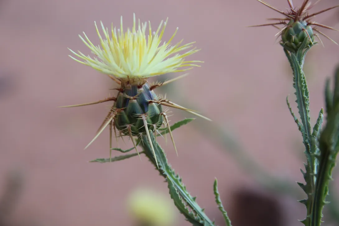 Centaurea pseudosinaica flower