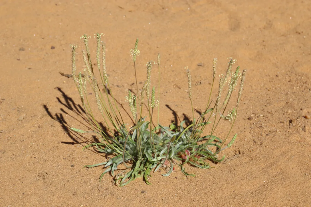 Whole plant