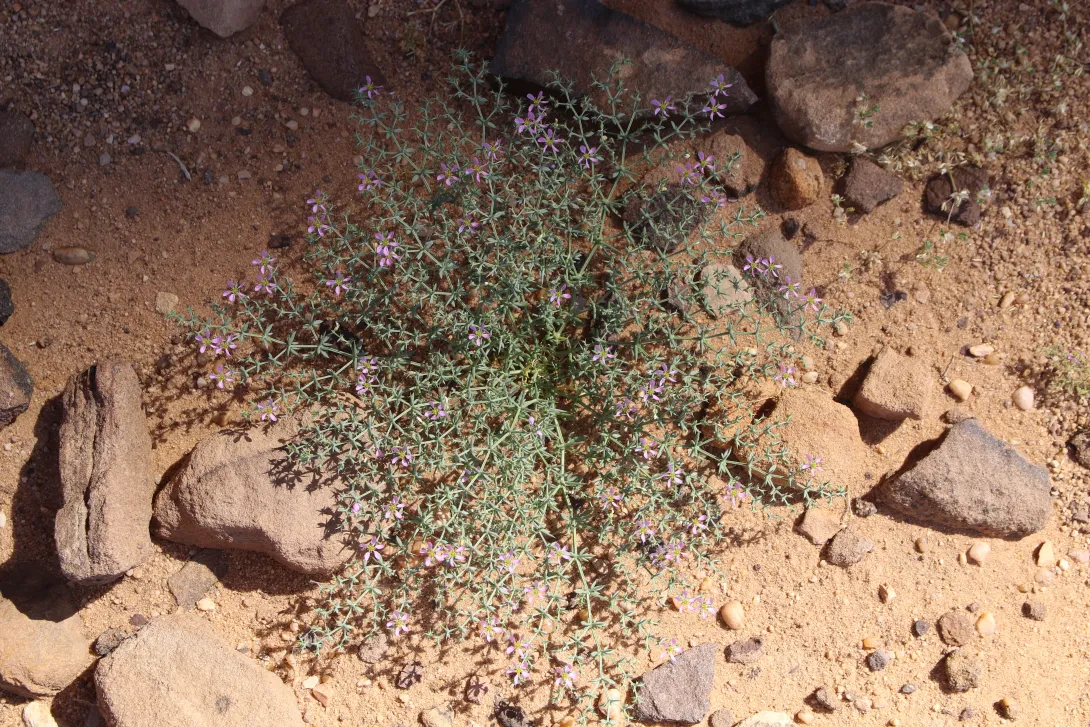 Whole plant