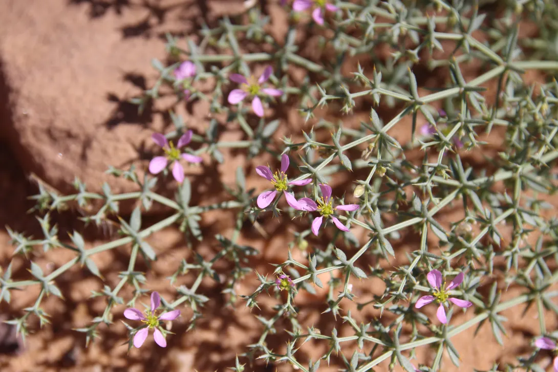 Zygophyllum bruguieri flowers