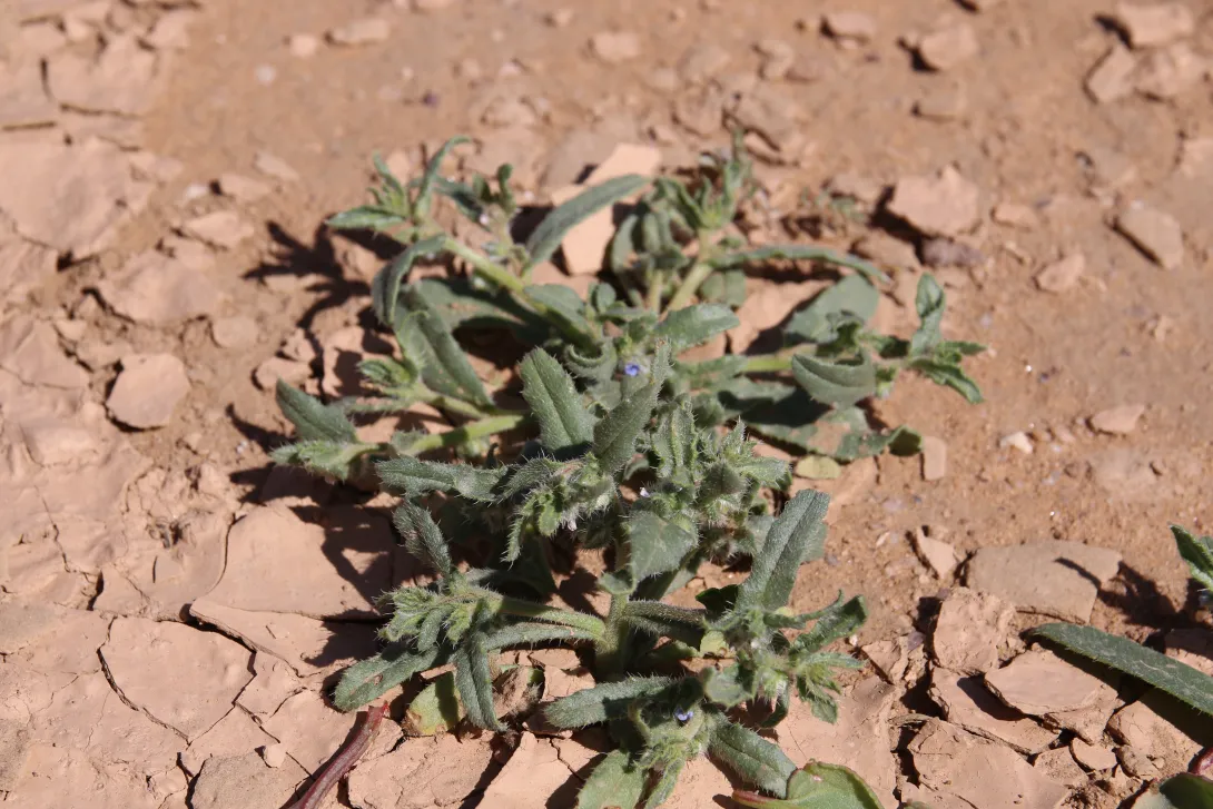 Whole plant