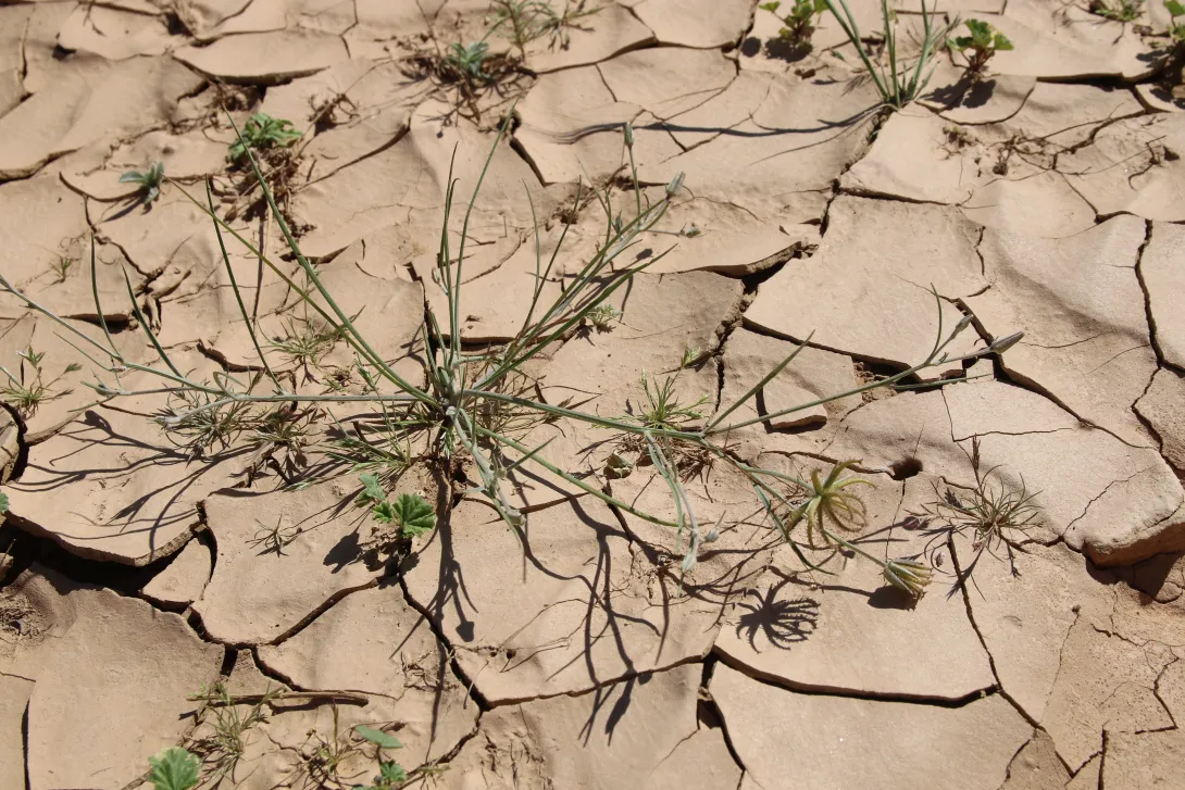 Whole plant
