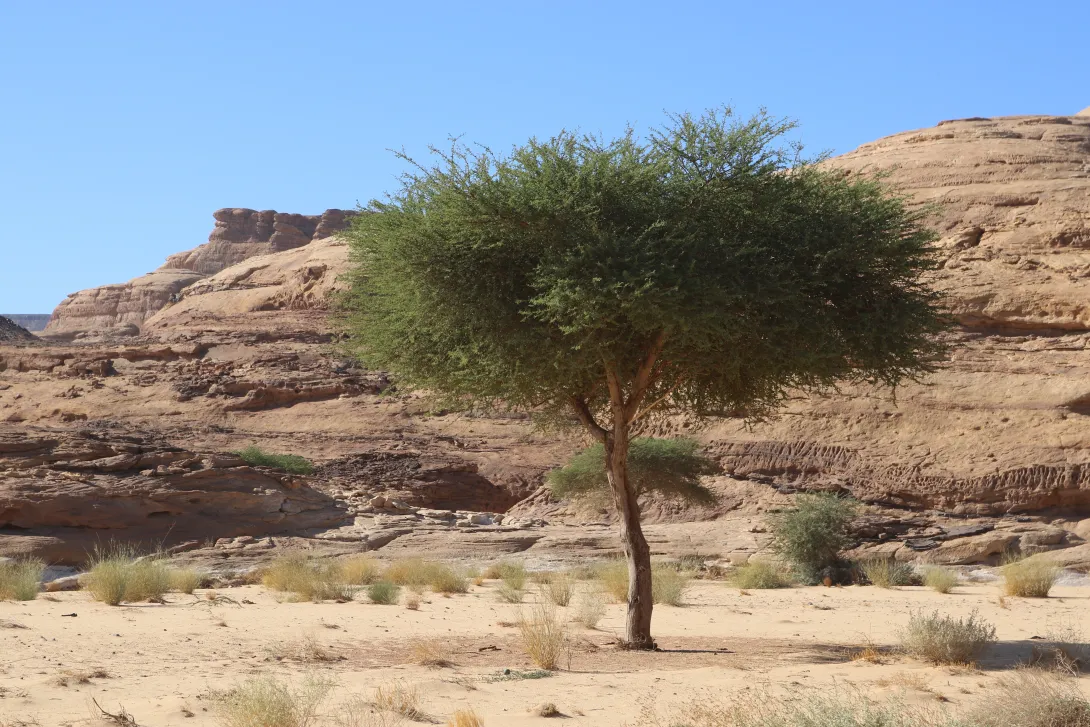 Whole plant