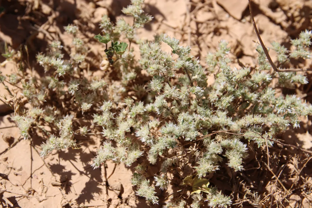 Whole plant