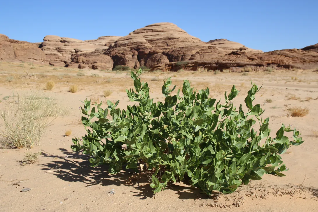 Whole plant