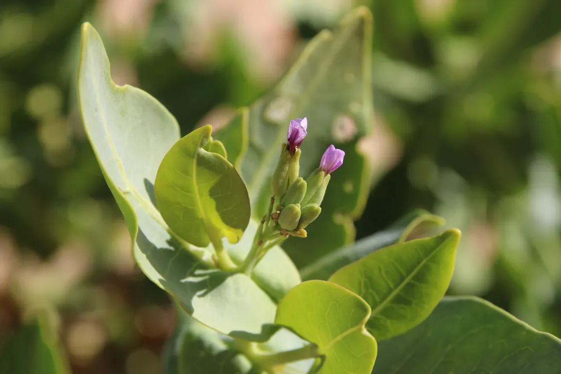 Schouwia purpurea flowers