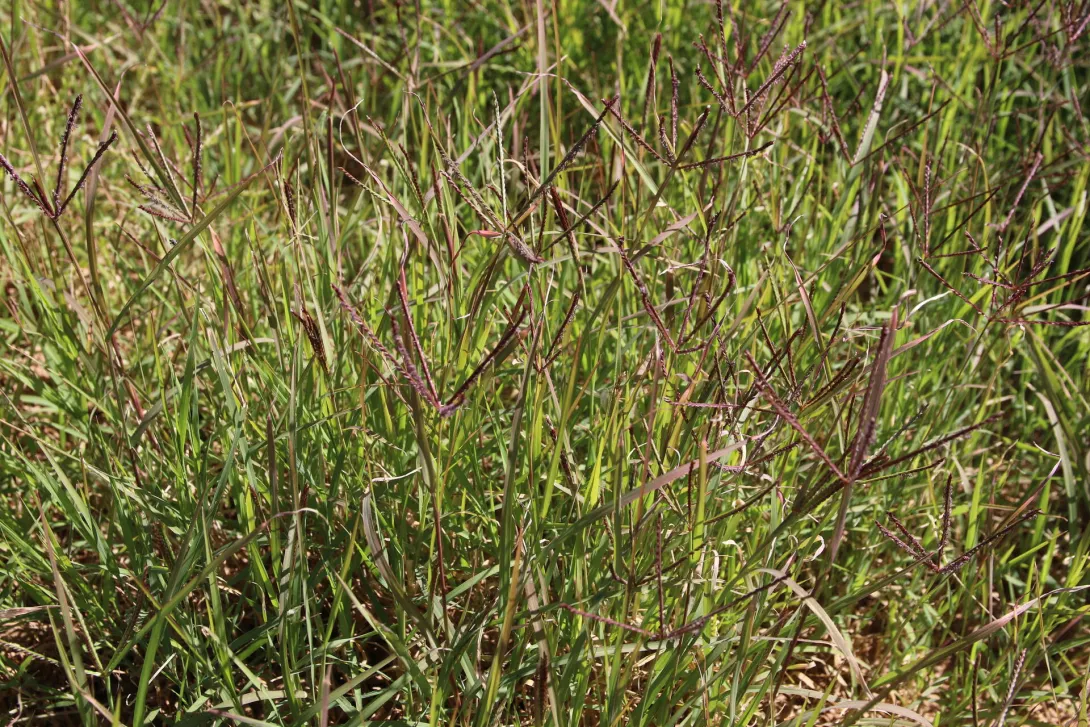 Whole plant