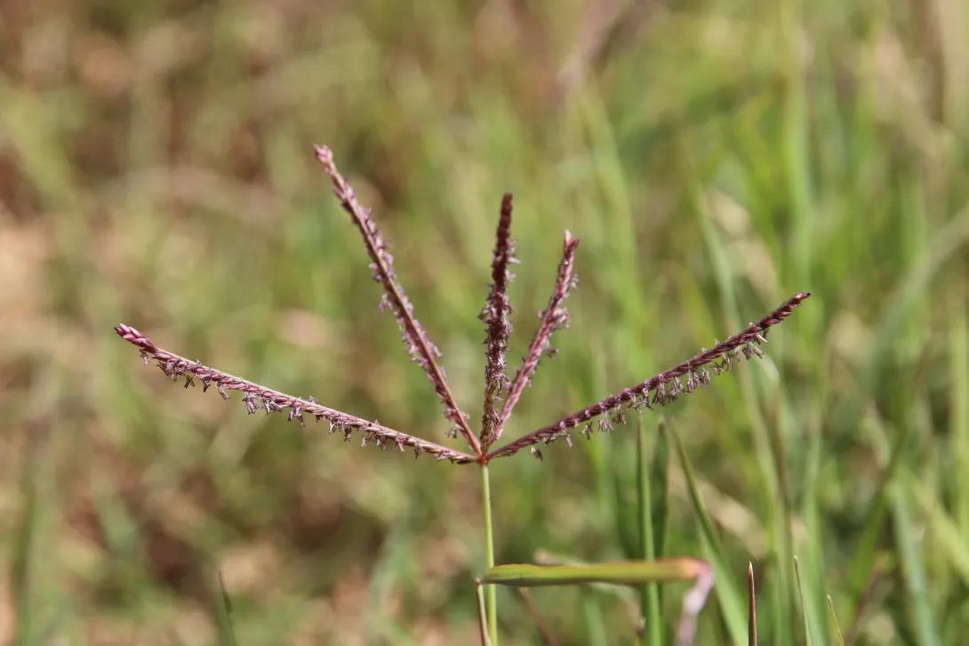 Cynodon dactylon flowers