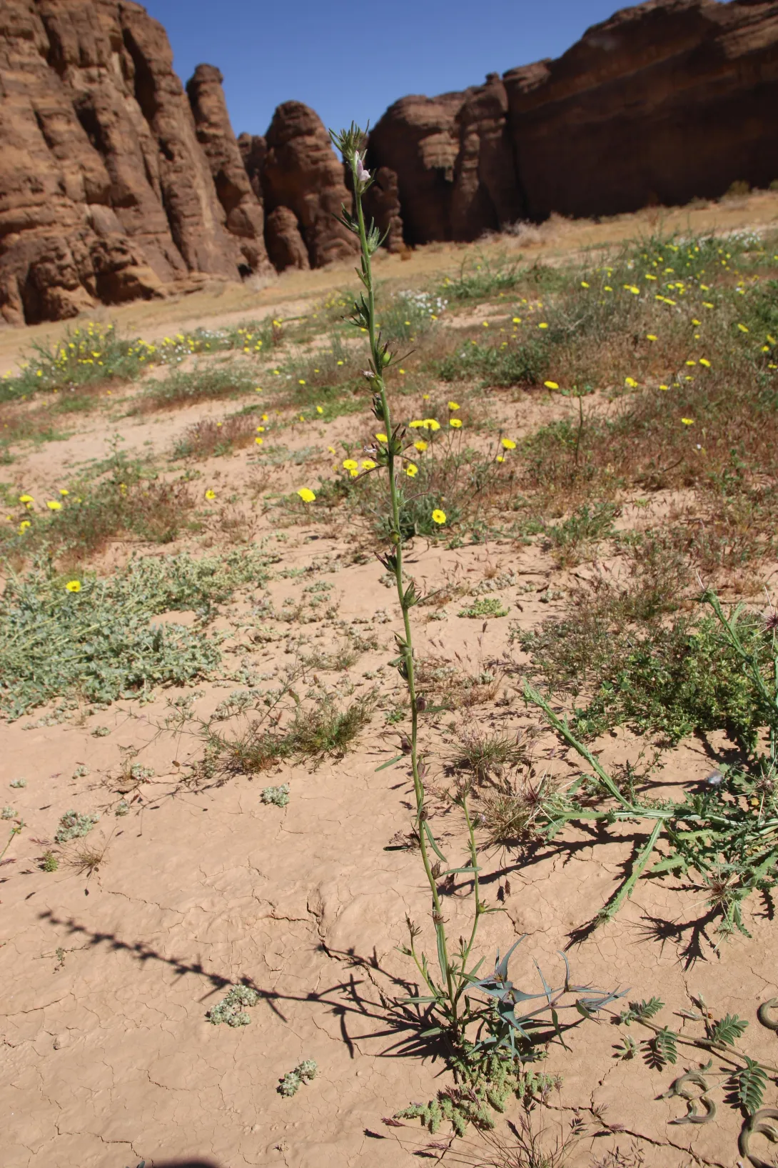 Whole plant