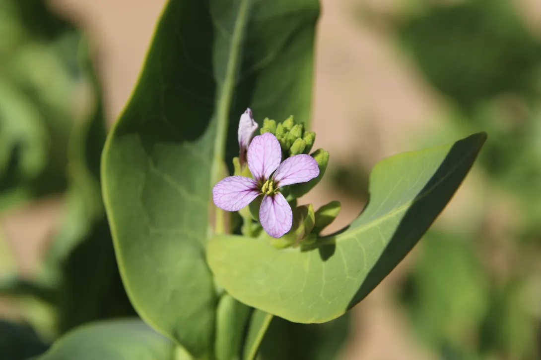 Schouwia purpurea flower