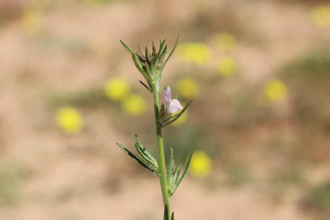 Misopates orontium flower and fruits
