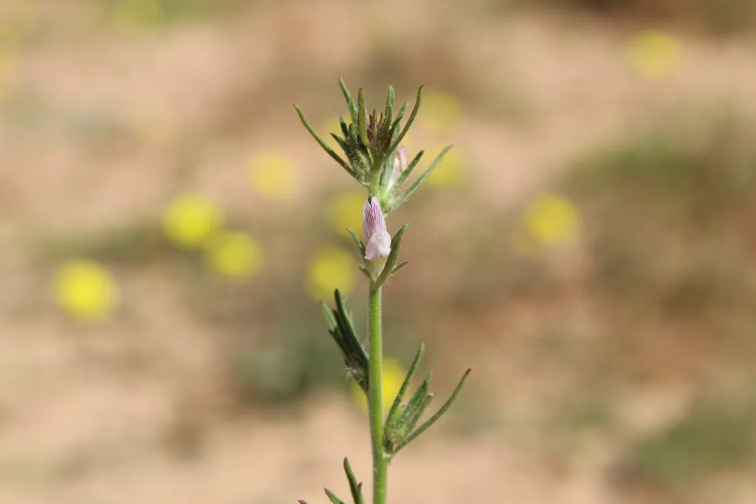 Misopates orontium flower