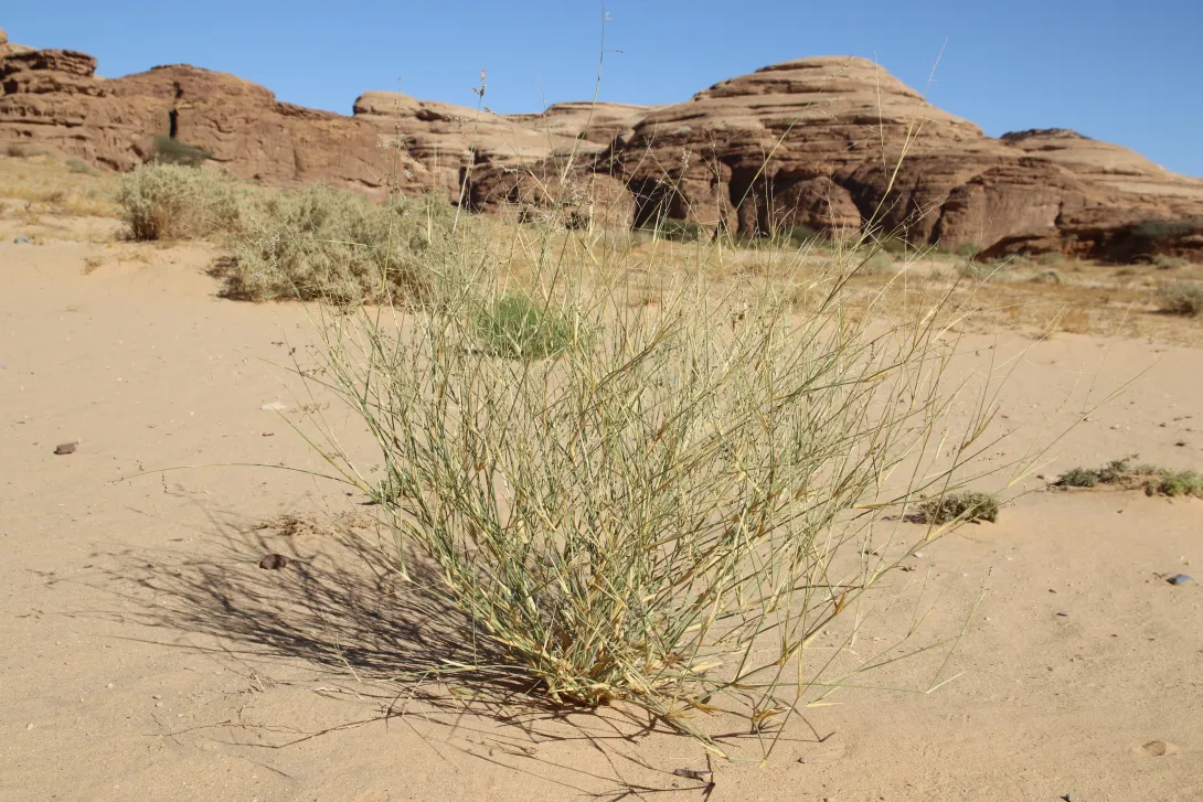 Whole plant