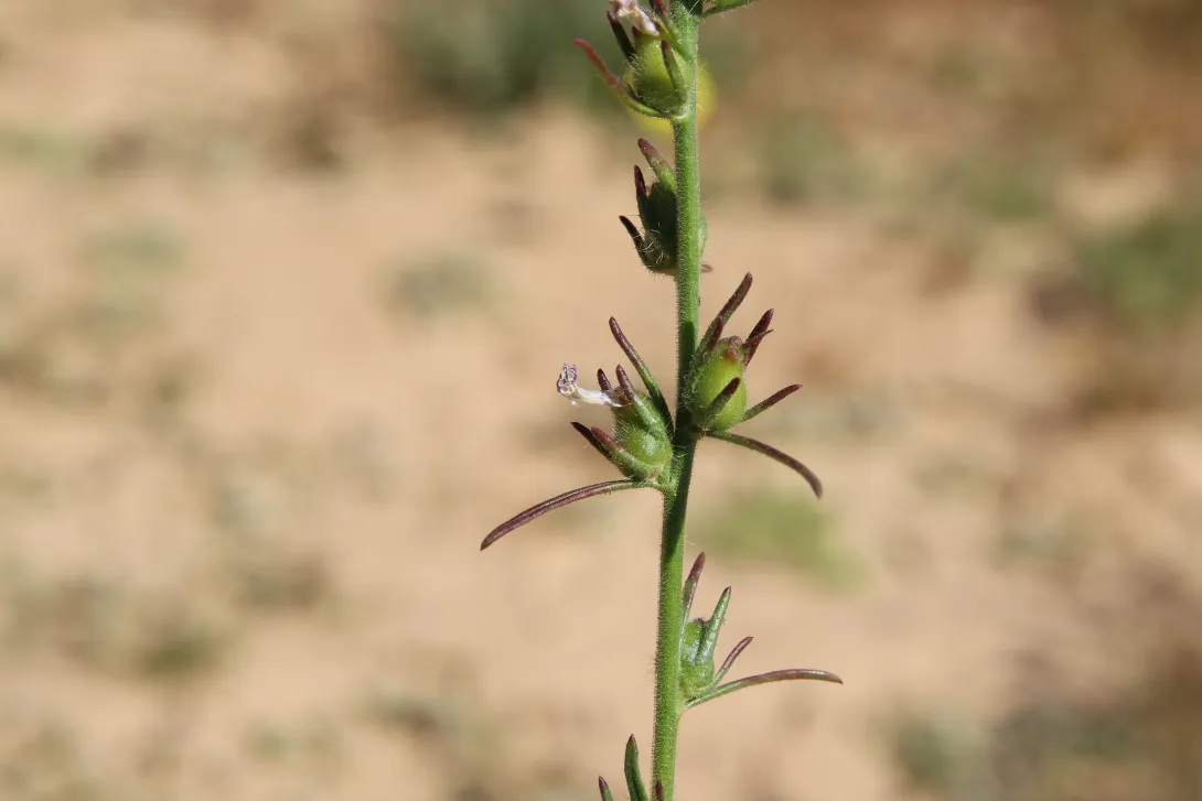 Misopates orontium fruits
