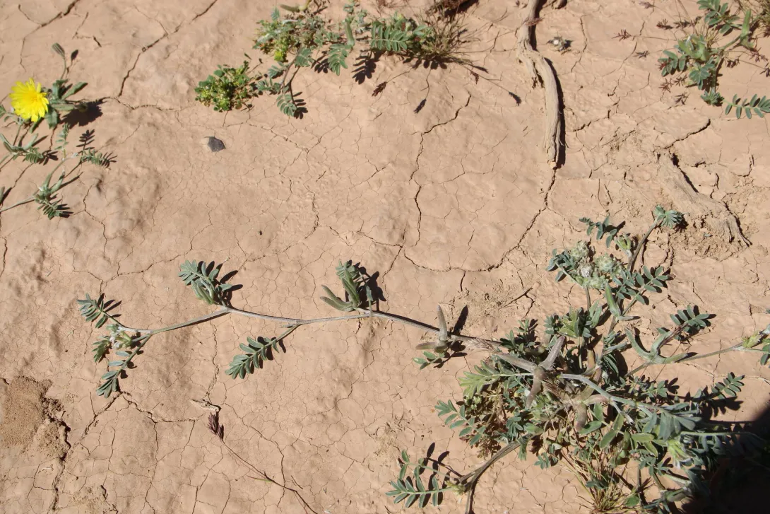 Whole plant
