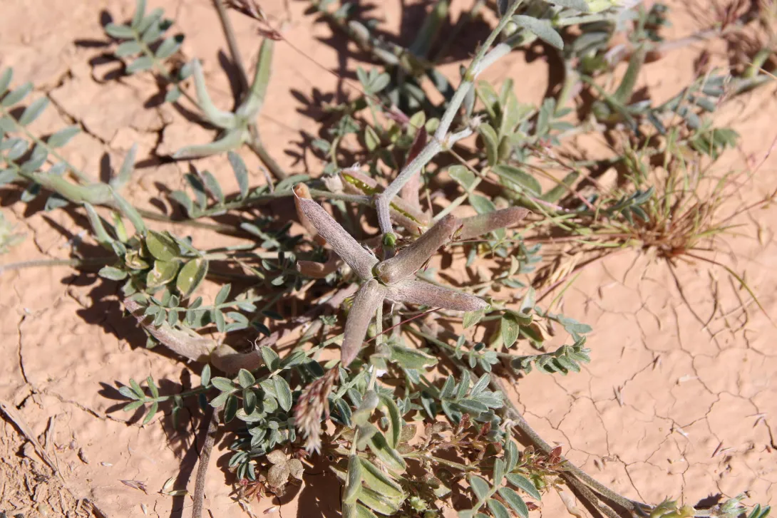 Astragalus schimperi fruits