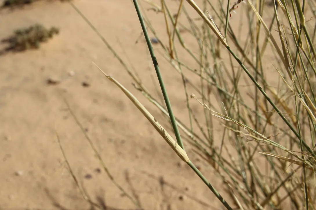 Panicum turgidum leaf