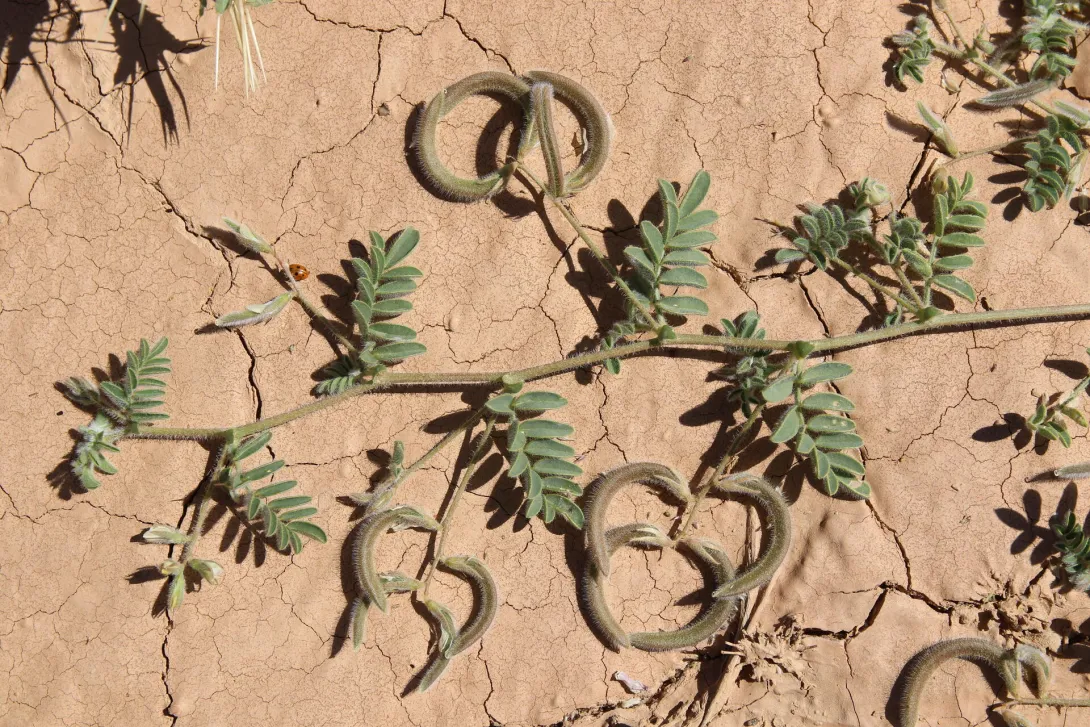 Astragalus eremophilus leaves and fruits