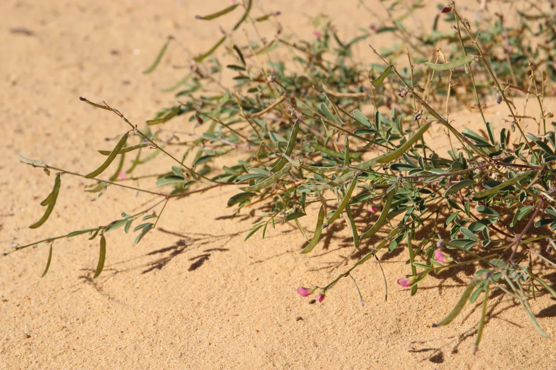 Tephrosia purpurea subsp. apollinea fruits