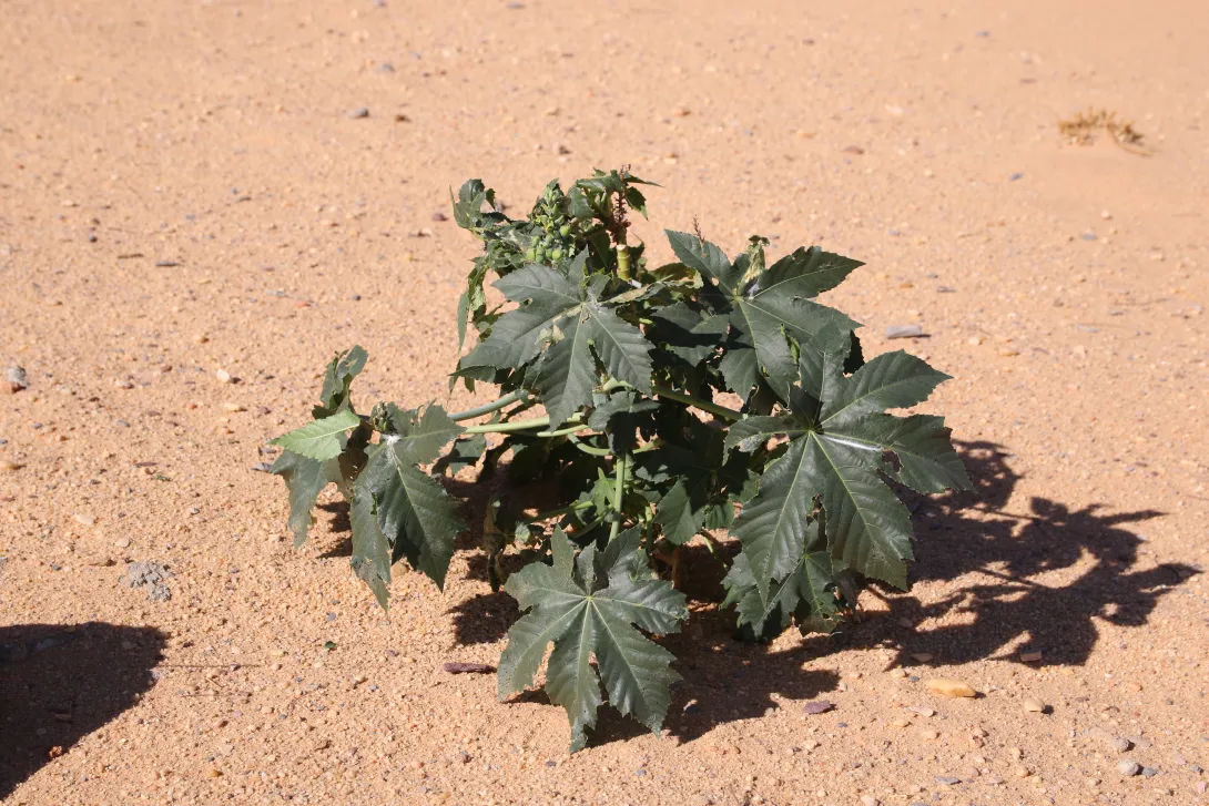 Whole plant