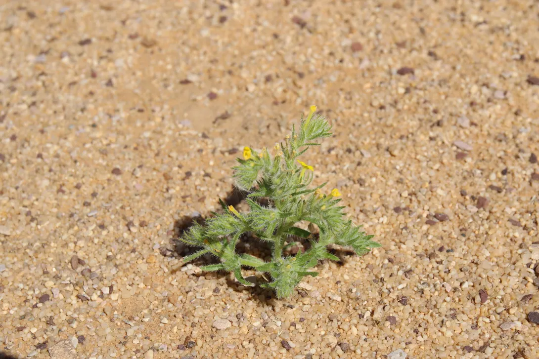 Whole plant