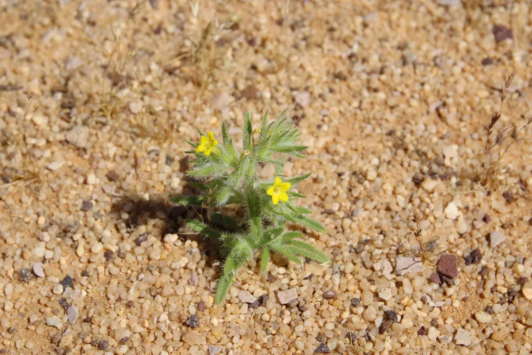 Arnebia hispidissima flower