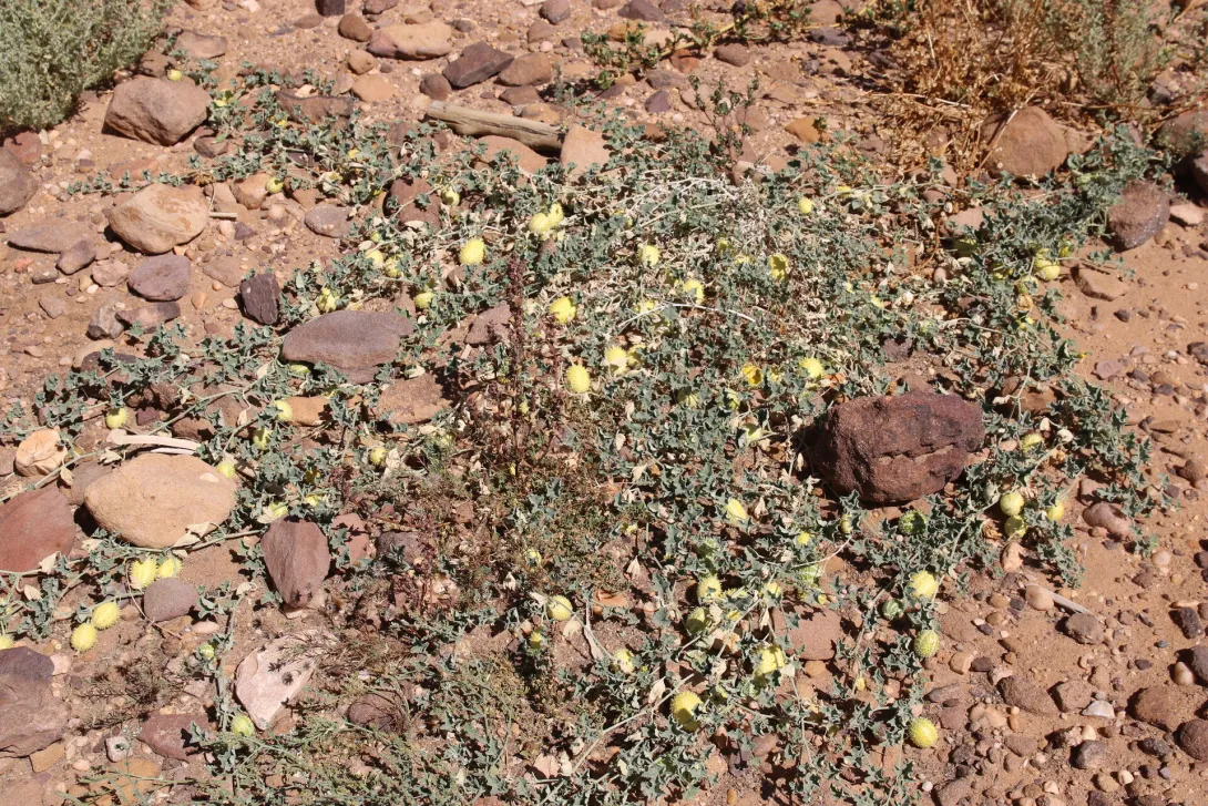 Whole plant