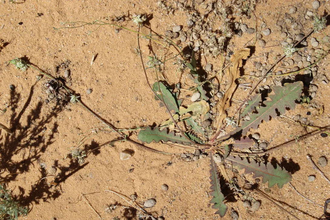 Whole plant