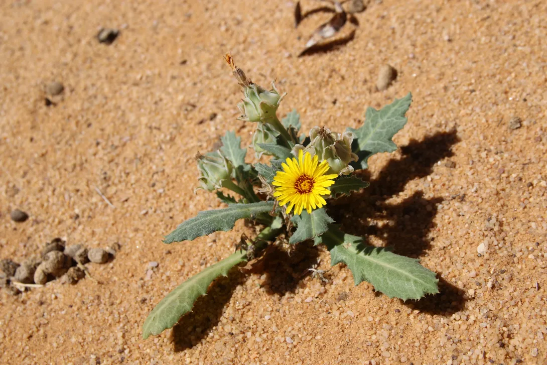 Whole plant