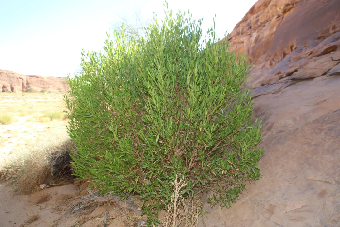 Whole plant
