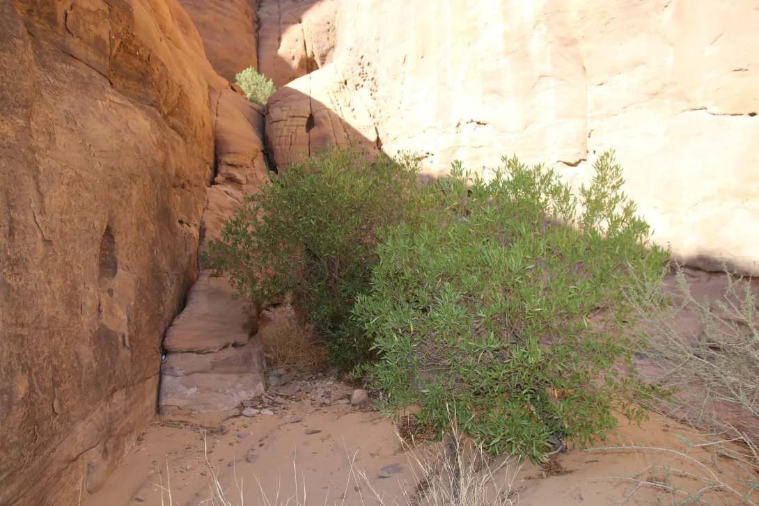 Whole plant