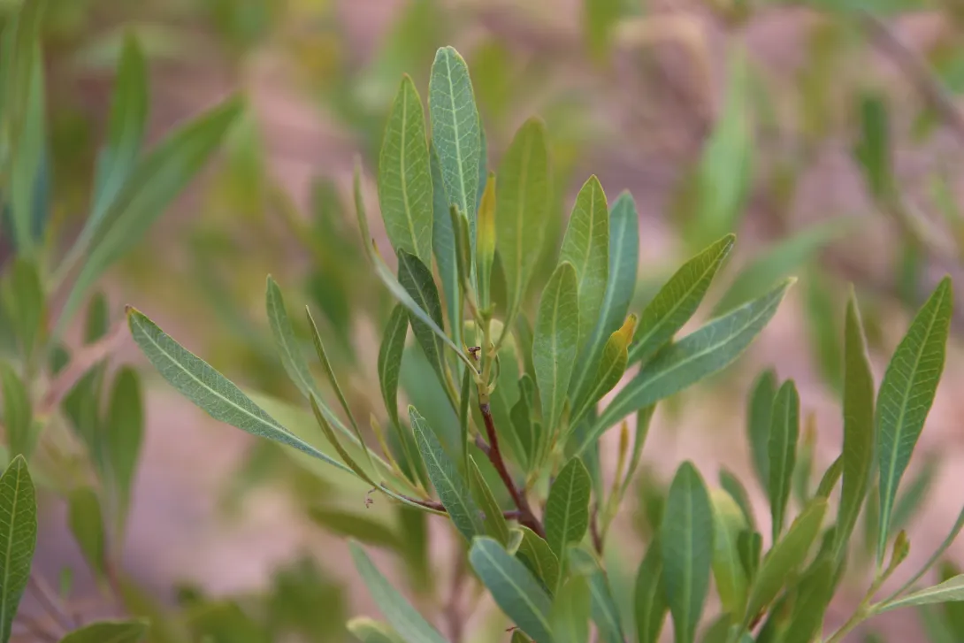 Dodonaea viscosa leaves