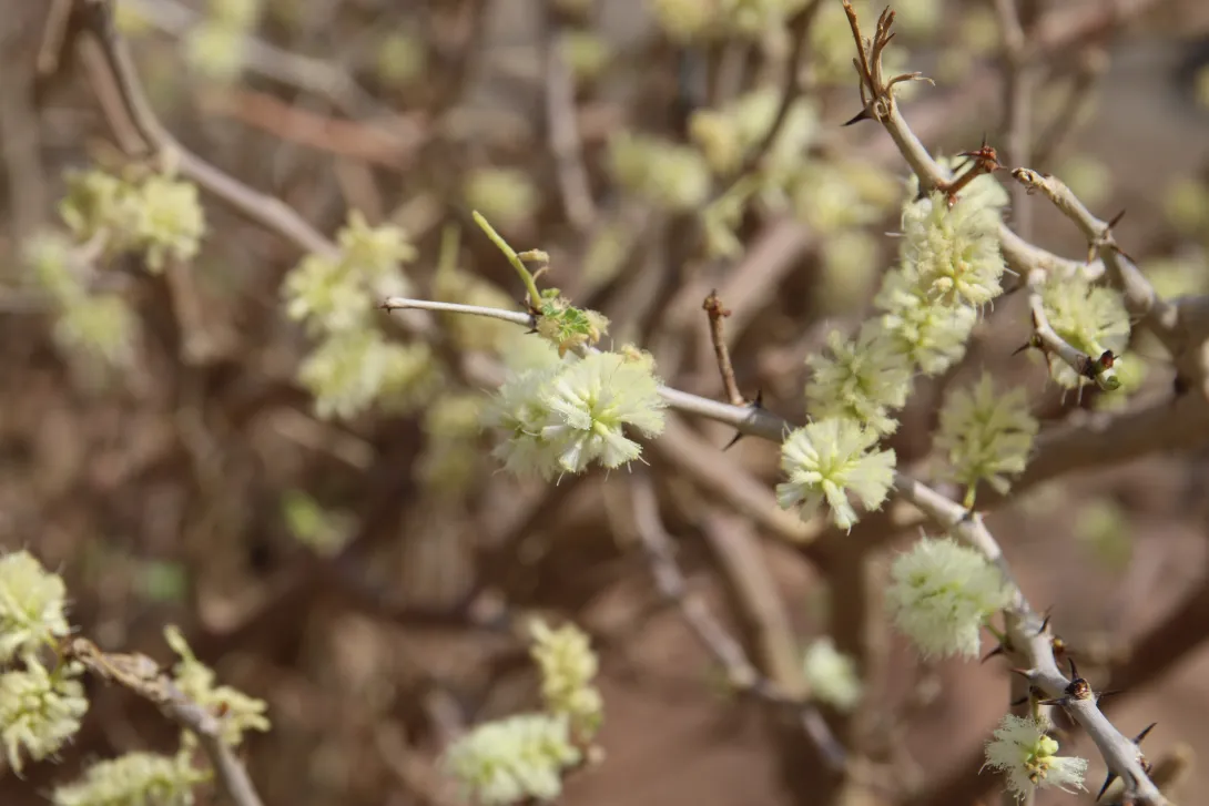 Senegalia hamulosa flowers