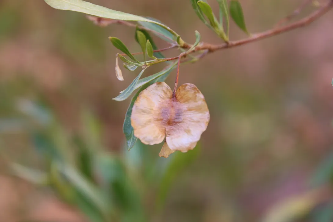 Dodonaea viscosa fruit