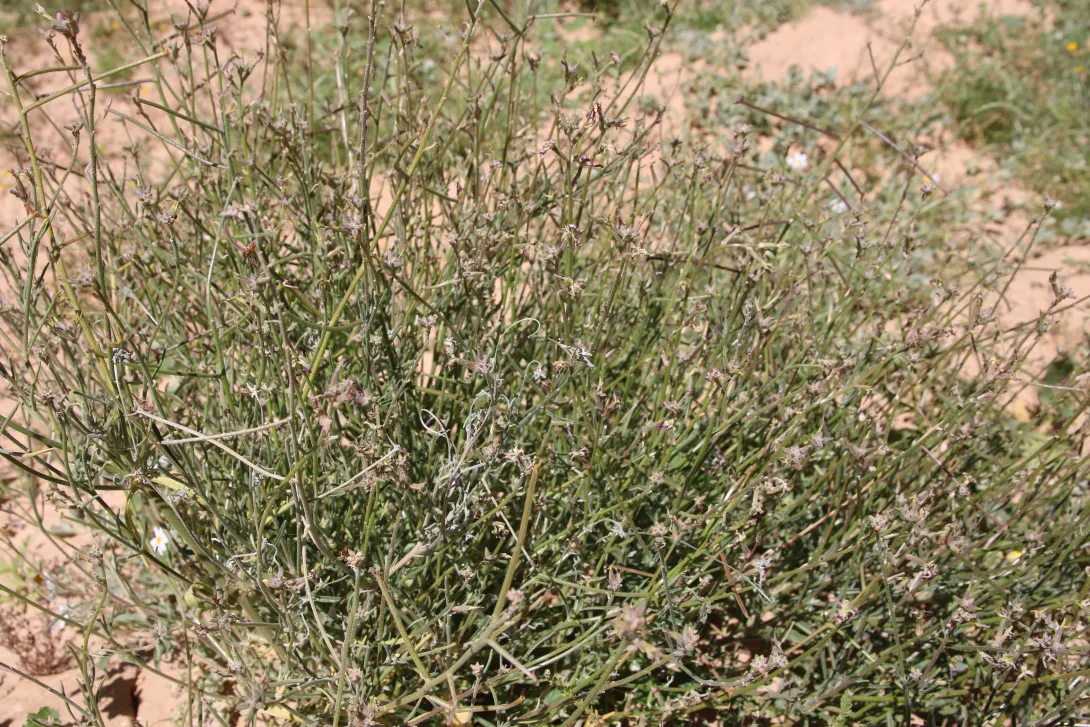 Whole plant