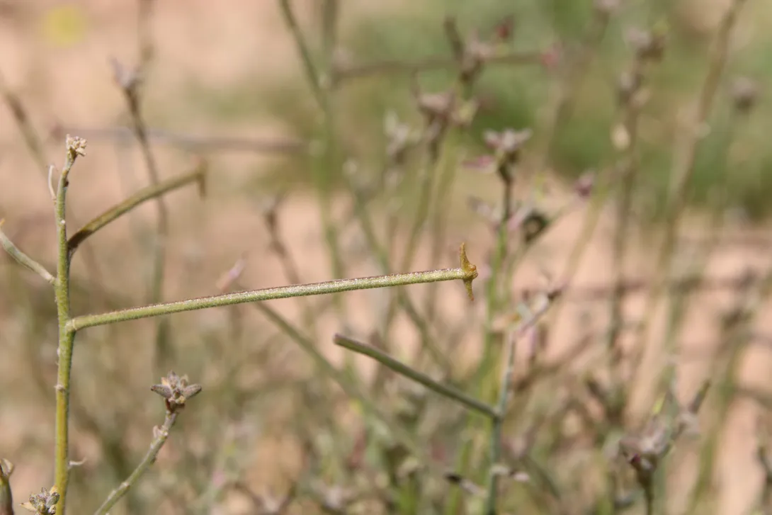 Matthiola longipetala subsp. livida fruit