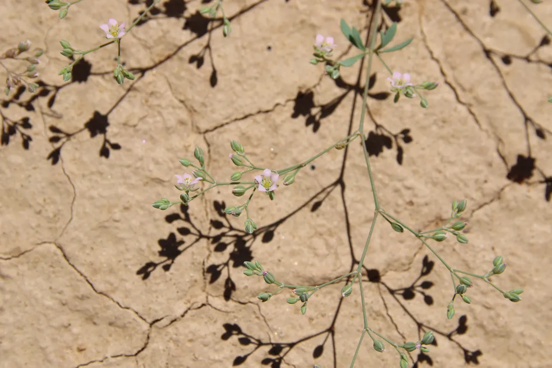 Polycarpaea robbairea flowers