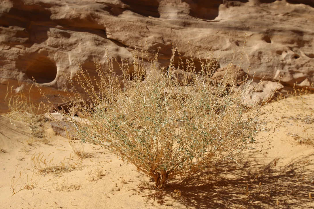 Whole plant