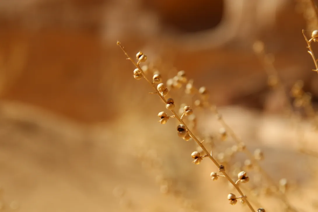 Scrophularia hypericifolia fruits