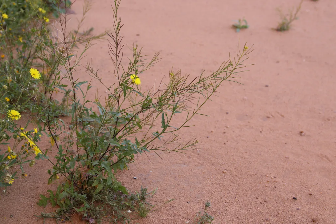 Whole plant