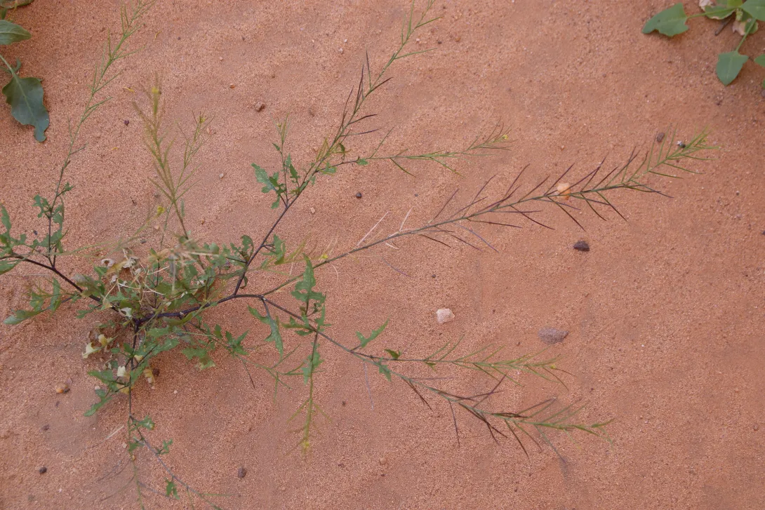 Whole plant
