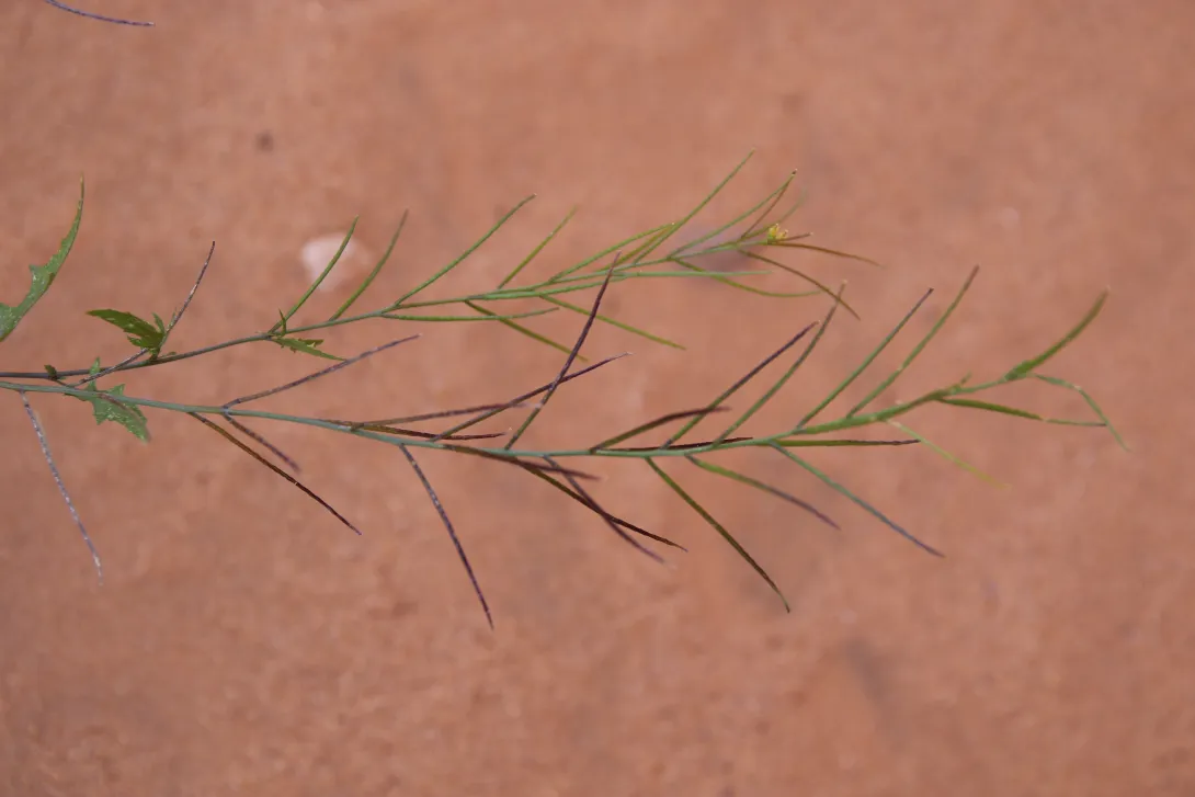 Sisymbrium erysimoides fruits