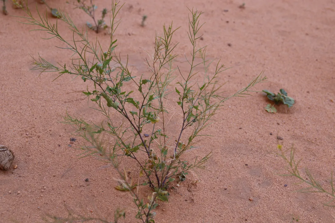 Whole plant