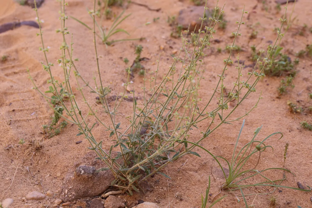 Whole plant