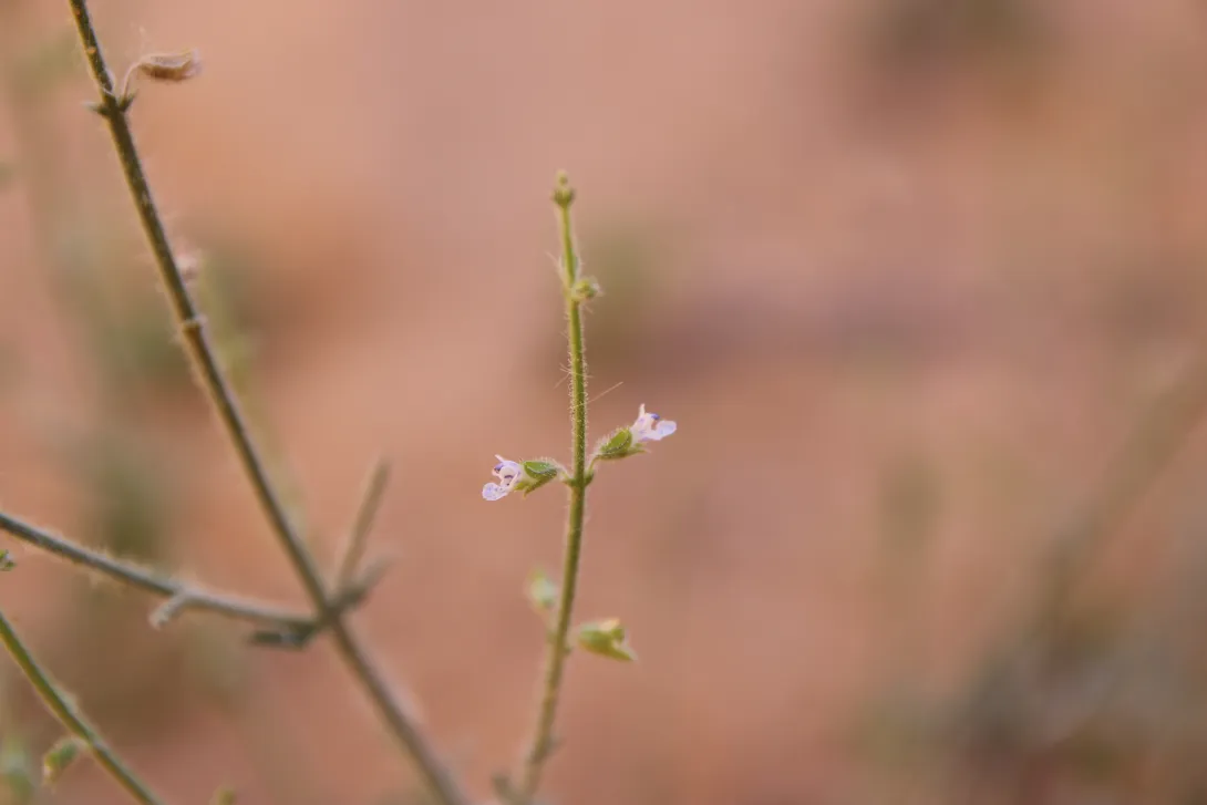 Salvia aegyptiaca flowers