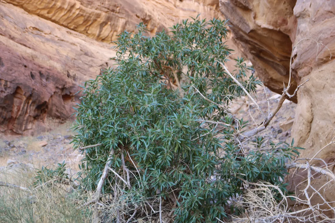 Whole plant