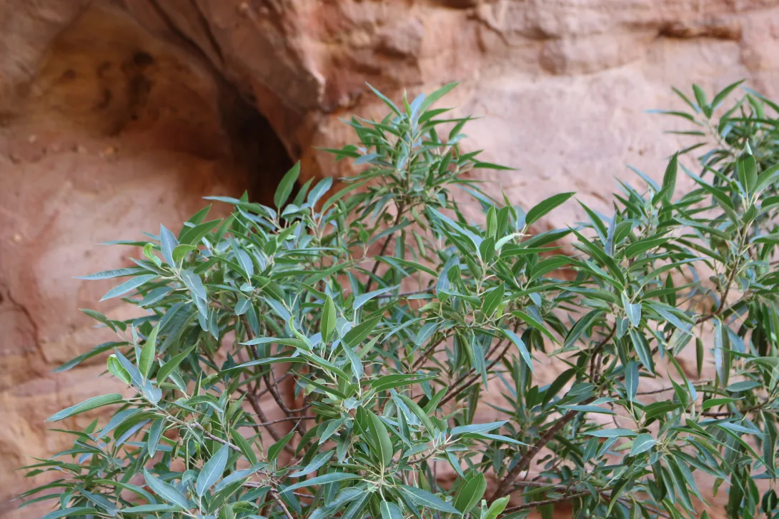 Ficus salicifolia leaves